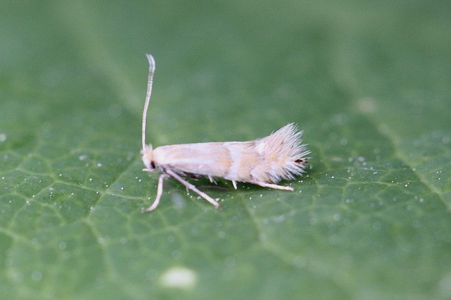 noch ein Winzling - Phyllonorycter? - Schmetterlinge bestimmen - ACTIAS