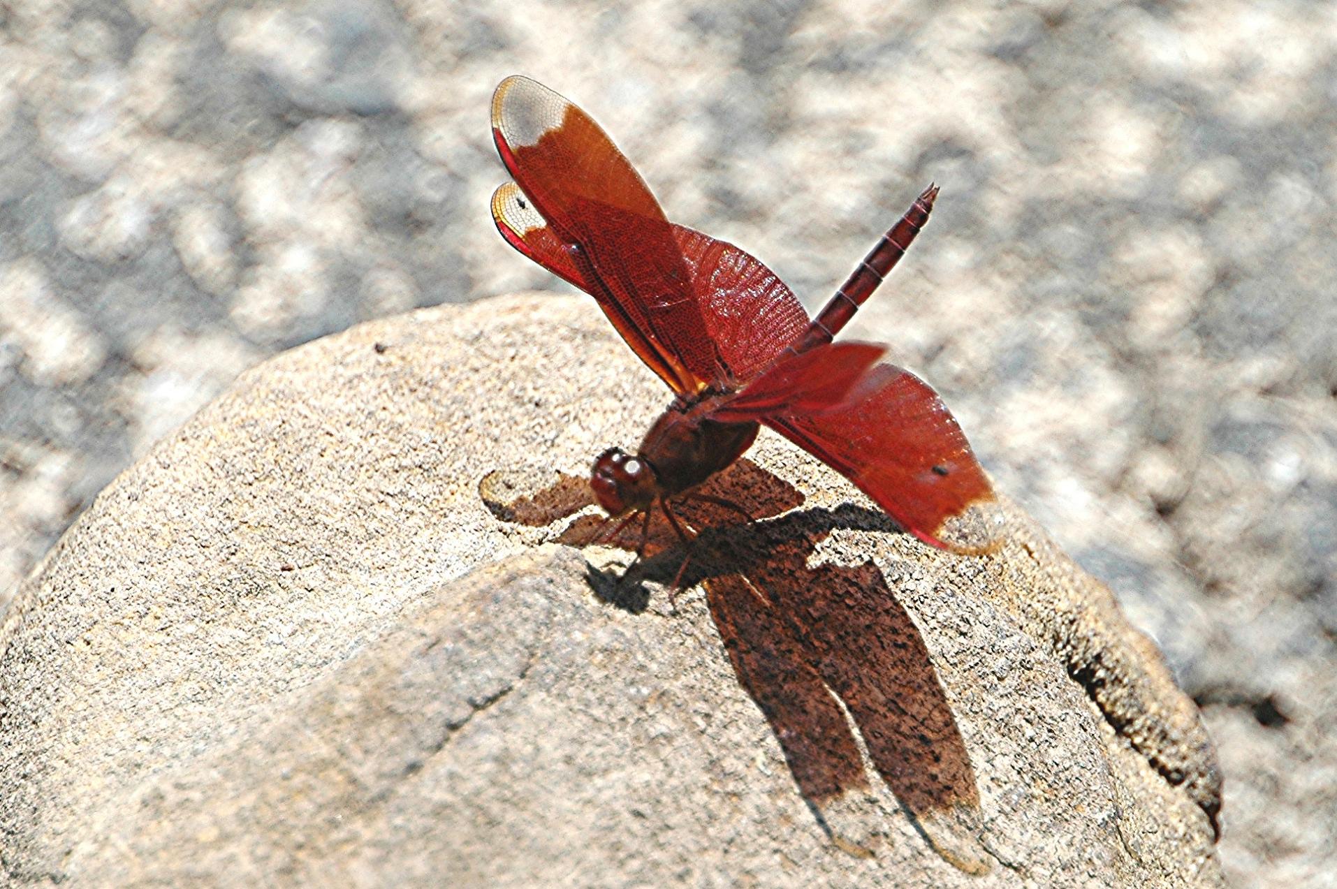 Rote Libelle im Khao Yai Nationalpark ind Thailand, ist das Neurothemis ...