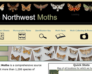 Pacific Northwest Moths