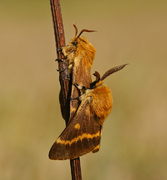 Lemonia dumi, Falter