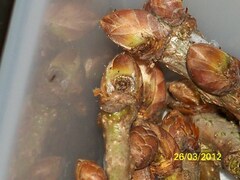 Griposia aprilina - Knospe mit Bohrloch
