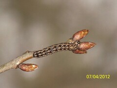 Griposia aprilina - Grüne Eicheneule - Raupe L5
