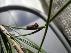 Hybrid full-fed L1 larva - G. isabellae male x A. dubernardii female