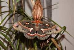 Hyalophora cecropia - Imago - Female