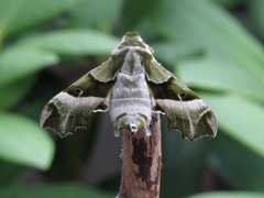 Proserpinus proserpina - Nachtkerzenschwärmer - Imago - Female