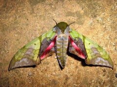 Callambulyx rubricosa rubricosa, Falter