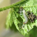 Anthophila fabriciana - Spreizflügelfalter - Raupe