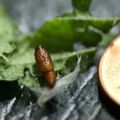 Anthophila fabriciana - Spreizflügelfalter - Puppe