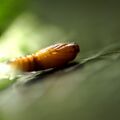 Anthophila fabriciana - Spreizflügelfalter - Puppe