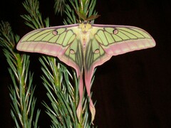 Actias dubernardi - Saturniidae - ACTIAS