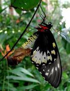 Ornithoptera priamus, Falter - Weibchen