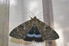 Catocala fraxini -Blaues Ordensband- Imago - Female