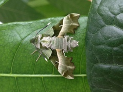 Proserpinus proserpina - Nachtkerzenschwärmer - Imago