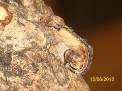 Notodonta ziczac - Zickzackspinner - Imago - Female