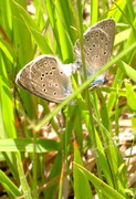 Lycaenidae, Maculinea rebeli, Kreuzenzianbläuling ,Kopula