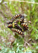 Tyria jacobaeae - Jakobskrautbär - Raupen