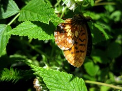 Boloria (Clossiana) thore - Alpen-Perlmutterfalter - Imago (female)