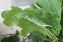 Marumba Quercus - larva