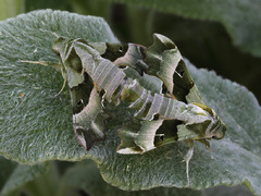 Proserpinus proserpina - Nachtkerzenschwärmer - Imago - Kopula