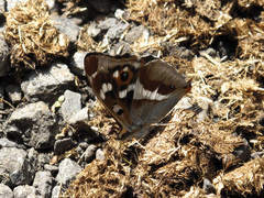Apatura iris
