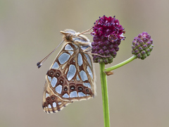 Issoria lathonia - Kleiner Perlmuttfalter - Imago