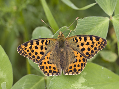 Issoria lathonia - Kleiner Perlmuttfalter - Imago