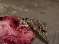 Catocala nupta - Rotes Ordensband - Imago - Female