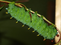 Hyalophora cecropia L5