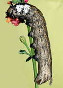 acherontia atropos brown larva