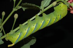 Acherontia atropos - larvae - green