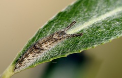 Apatura ilia