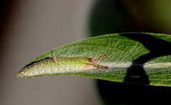 Apatura ilia