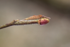 Apatura iris - Großer Schillerfalter - Larva