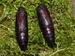 Sphinx ligustri, Puppen