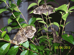 Brahmaea japonica on ligustrum stems