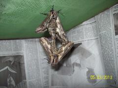 Langia zenzeroides nawai