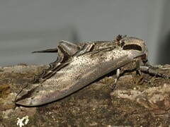 Langia zenzeroides - Imago - Weibchen