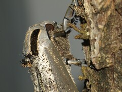 Langia zenzeroides - Imago - Weibchen
