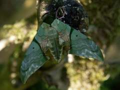 Callambulyx rubricosa - imago - male