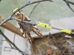 Endromis versicolora - Birkenspinner