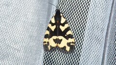Arctia villica f. angelica