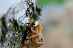 Endromis versicolora - Birkenspinner - Female