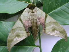 Callambulyx rubricosa