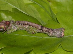 Catocala sponsa - Gr. Eichenkarmin - Raupe L3