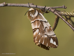 Birkenspinner -Endromis versicolora - Imago - Female