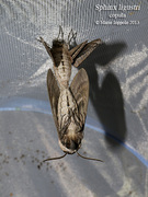 Sphinx ligustri - copula