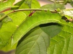 Langia zenzeroides - Raupe L4