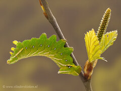 Birkenspinner (Endromis versicolora)