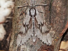 Sphinx pinastri - Kiefernschwärmer - Male