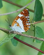 Limenitis camilla L.